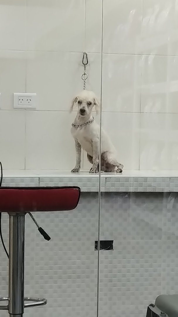 Perrito en el sector de baño y peluquería de la veterinaria