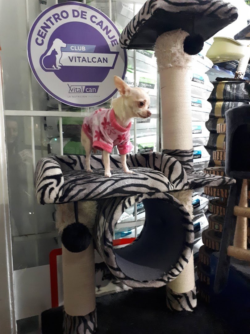 Chihuahua con abrigo rosa sobre un rascador dentro del local