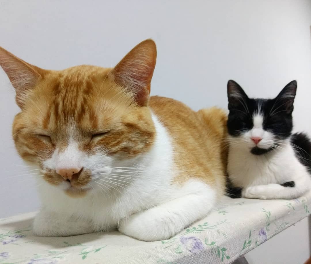 Dos gatos descansando tranquilos en Dame La Pata, pet shop y veterinaria en San Cristóbal