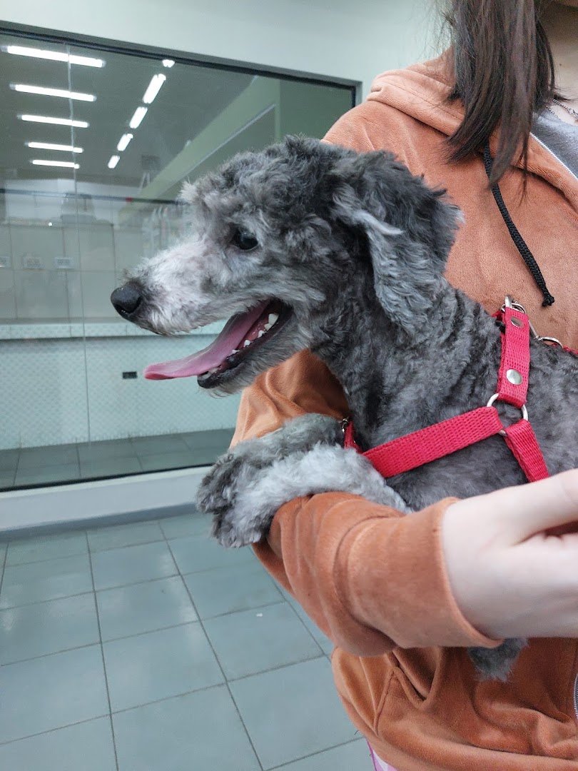 Caniche gris recién atendido en la peluquería canina de Dame La Pata