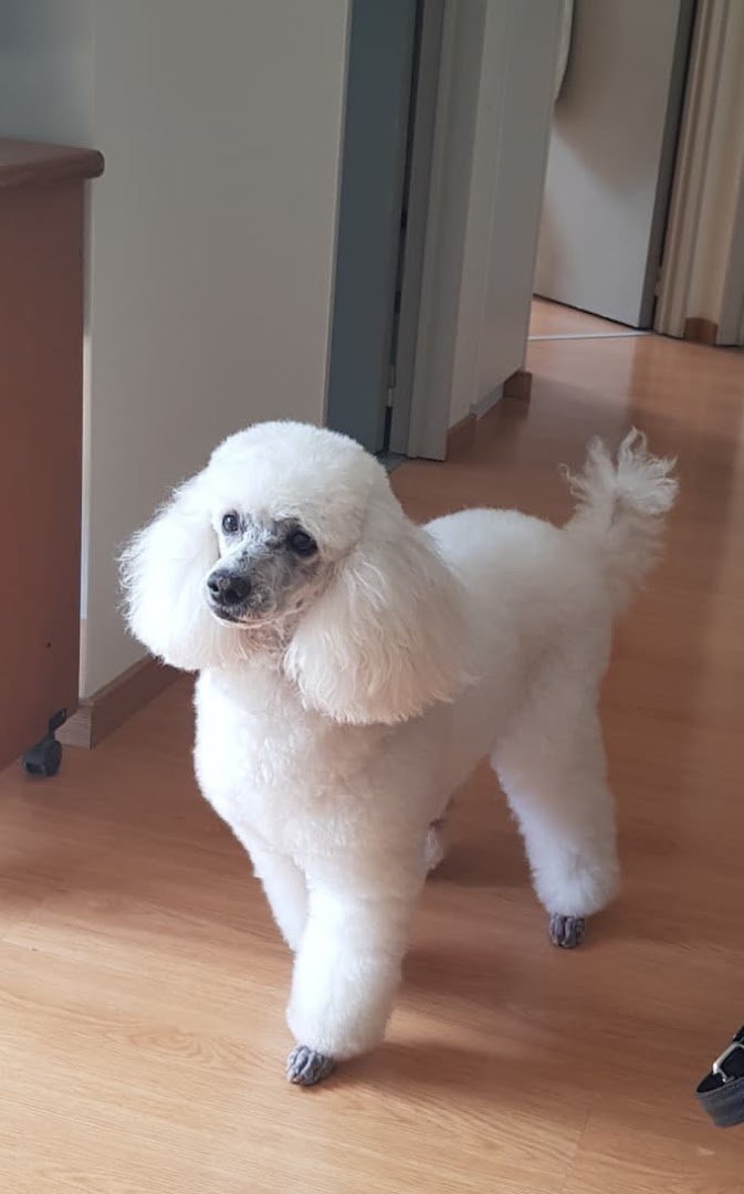 Caniche blanco con corte de peluquería canina prolijo